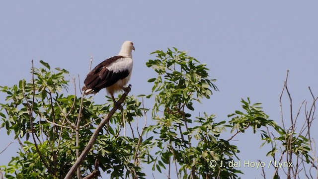 Palm-nut Vulture - ML216157831