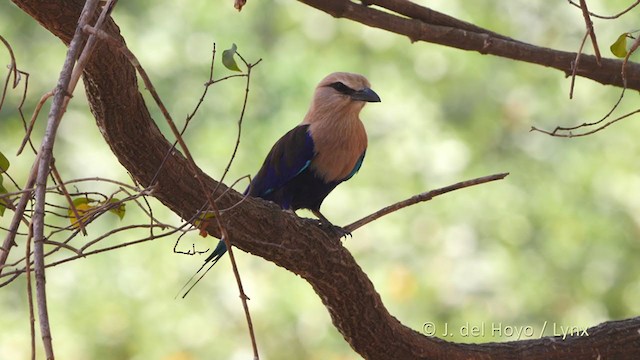 Blue-bellied Roller - ML216157951