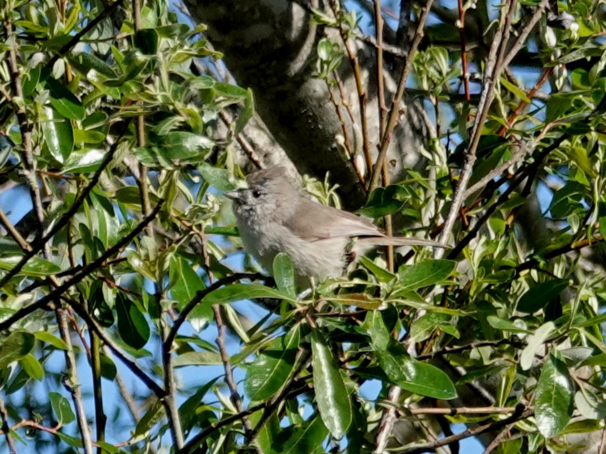 Herrerillo Unicolor - ML216157991