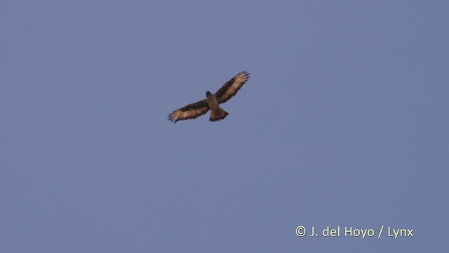 African Hawk-Eagle - ML216158081