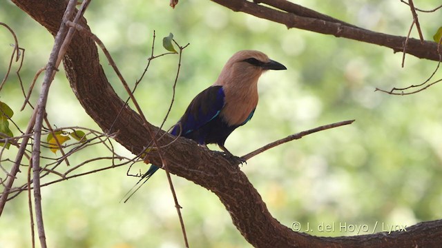 Carraca Blanquiazul - ML216158181