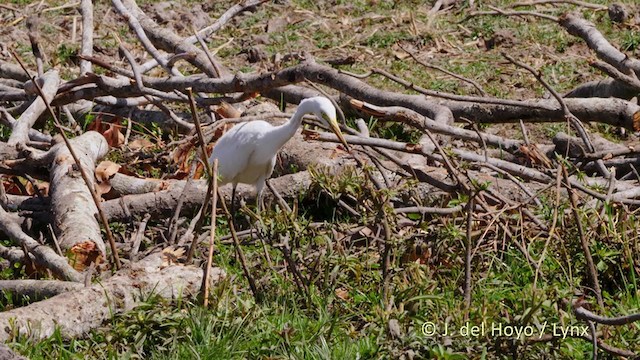 Yellow-billed Egret - ML216158311