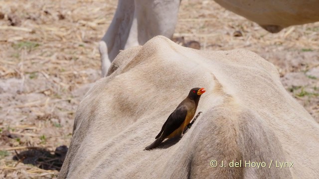 Yellow-billed Oxpecker - ML216158611