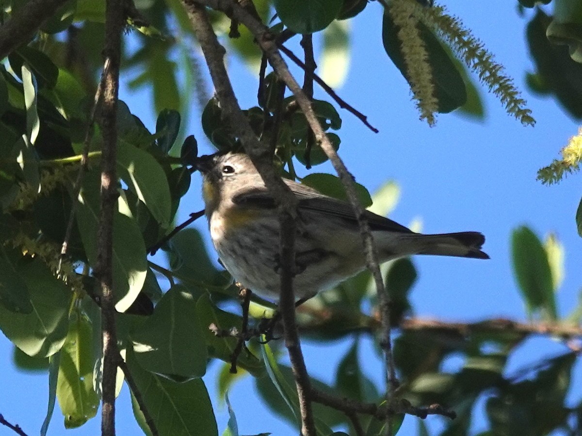 Yellow-rumped Warbler - Norman Uyeda