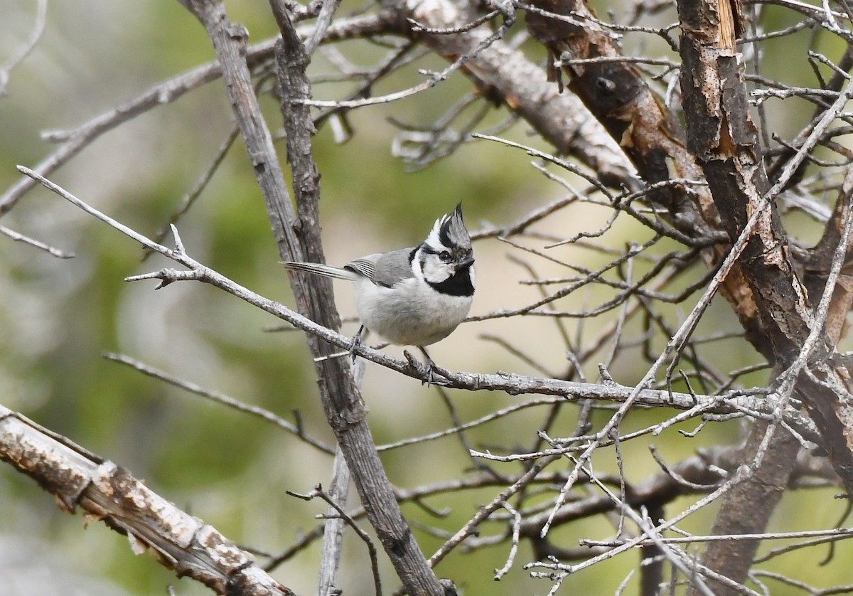 Bridled Titmouse - ML216159361