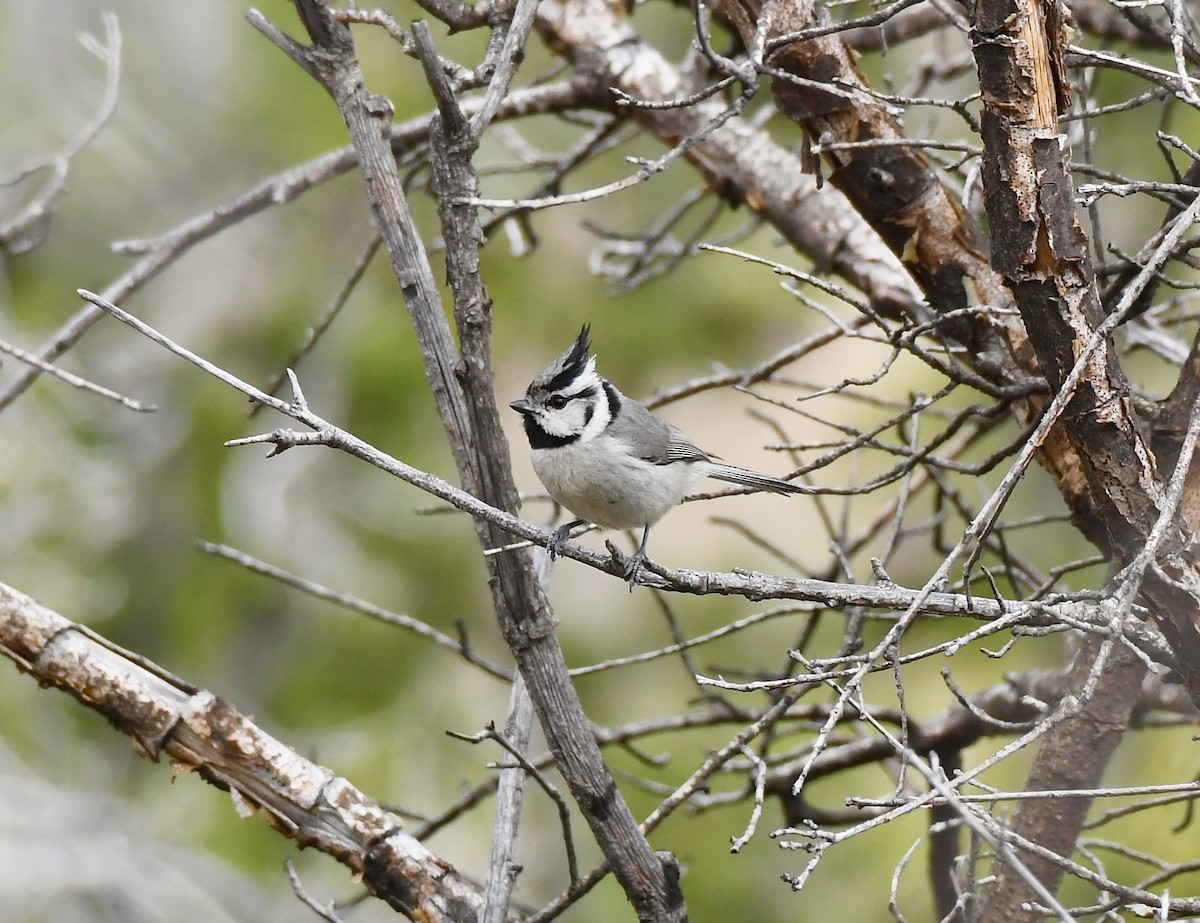 Bridled Titmouse - ML216159381