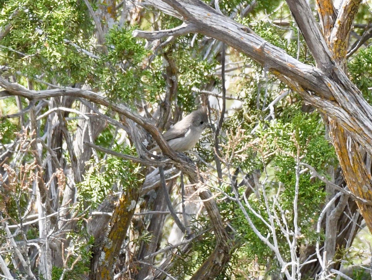 Juniper Titmouse - ML216159461