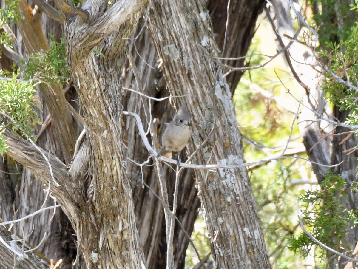 Juniper Titmouse - ML216159471