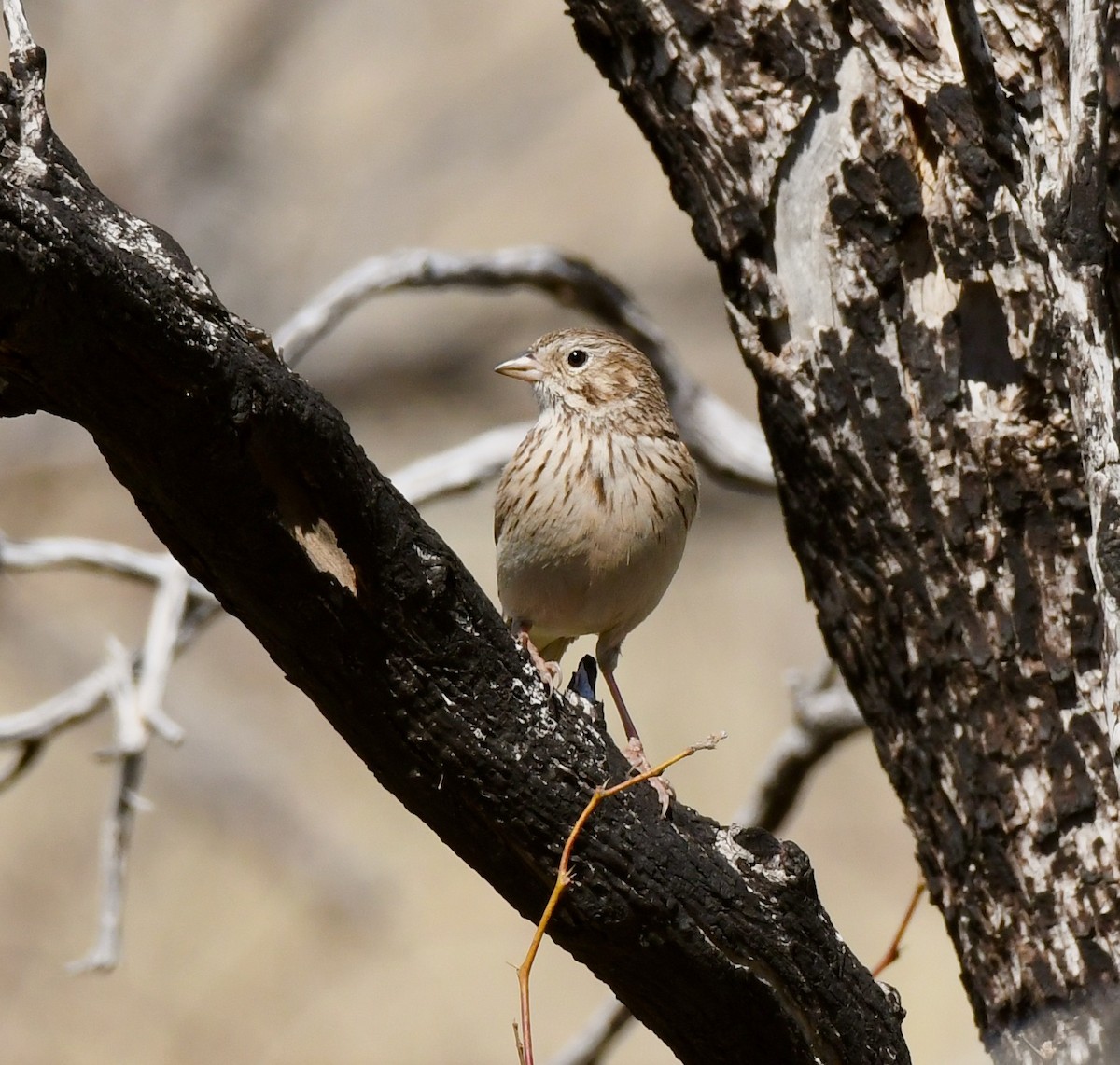 Vesper Sparrow - ML216159581