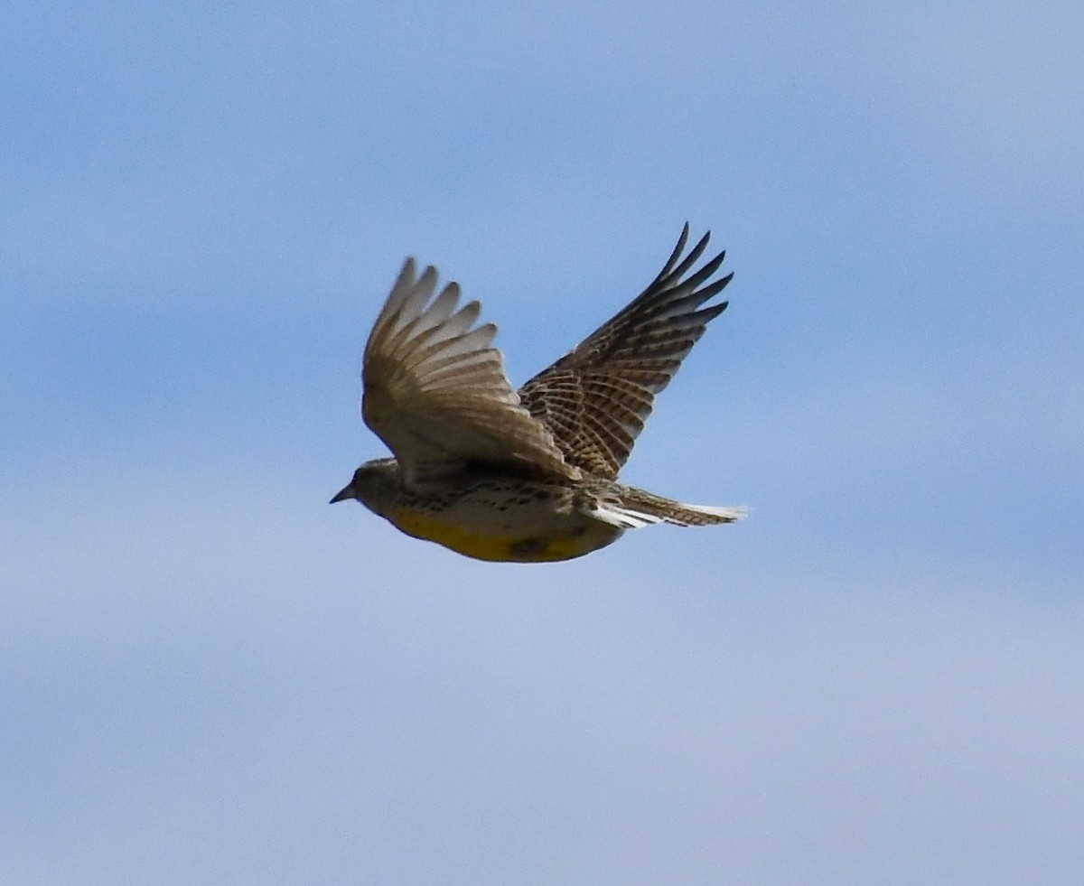 Western Meadowlark - ML216159601