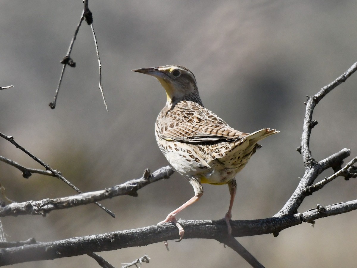 Western Meadowlark - ML216159611