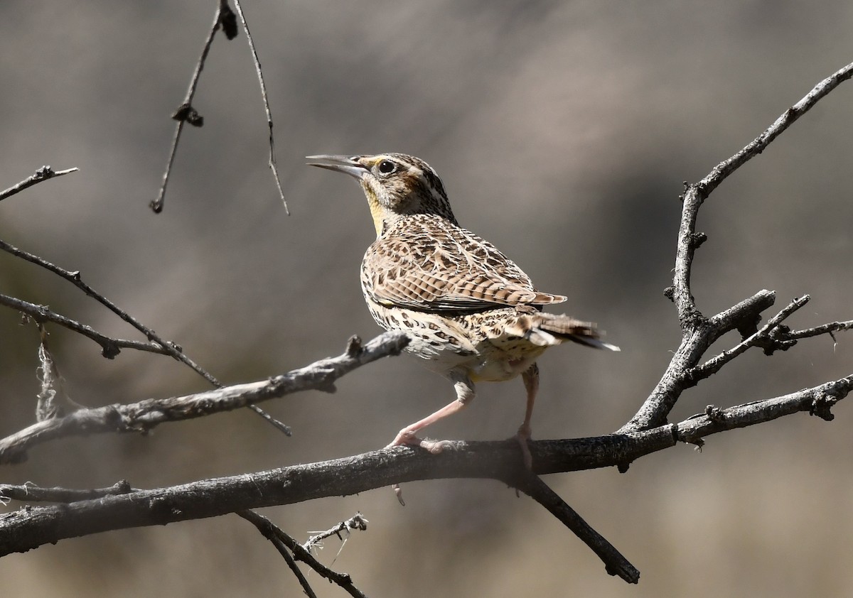 Western Meadowlark - ML216159621