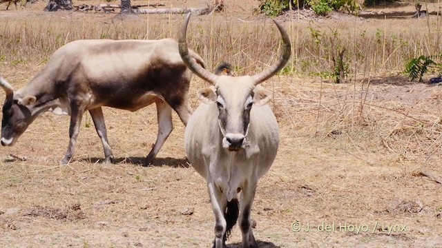 Piqueboeuf à bec jaune - ML216159741