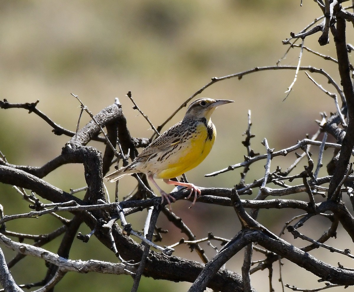 Western Meadowlark - Adam Dudley