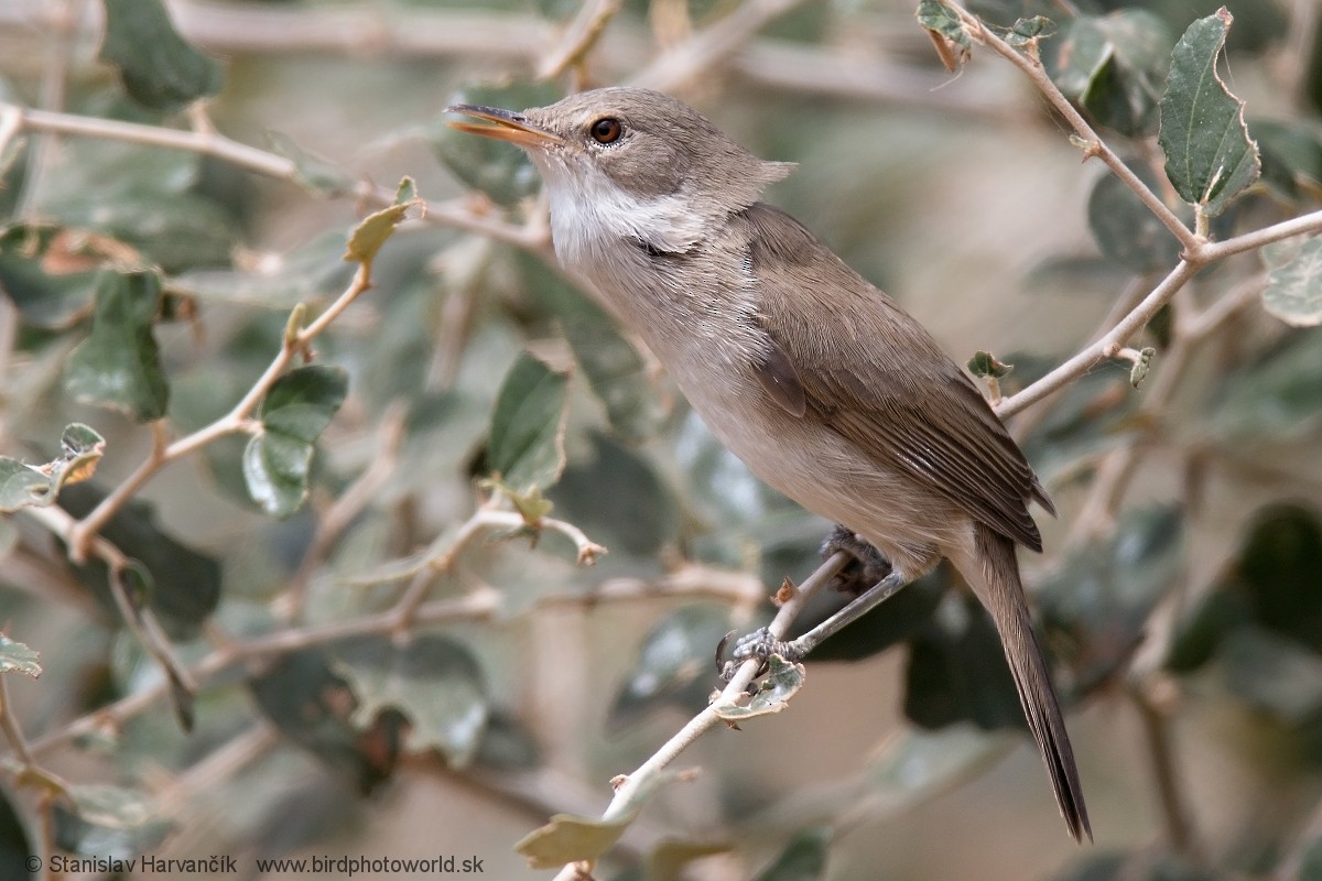 Cape Verde Swamp Warbler - Stanislav Harvančík