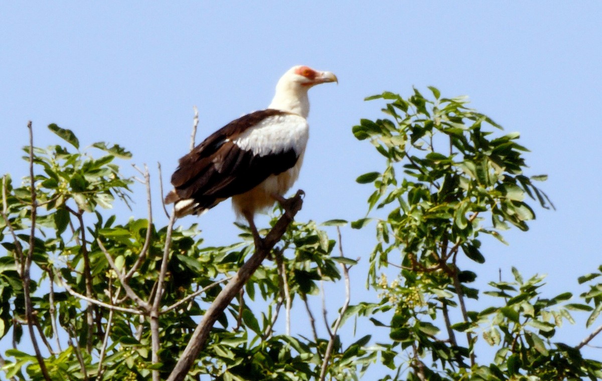 Palm-nut Vulture - Josep del Hoyo