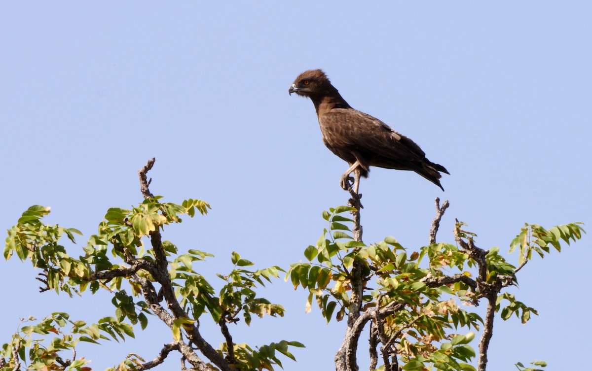 Brown Snake-Eagle - ML216161101