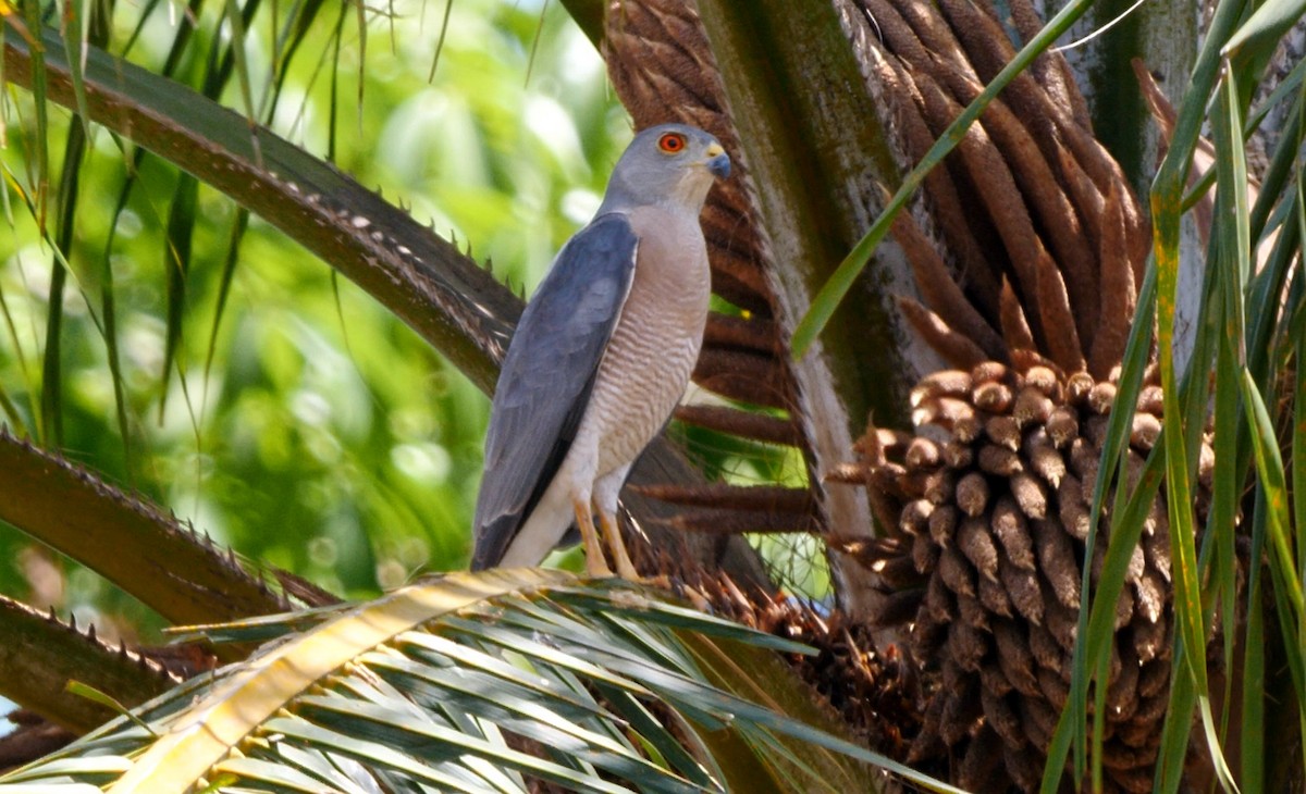 Shikra (African) - Josep del Hoyo