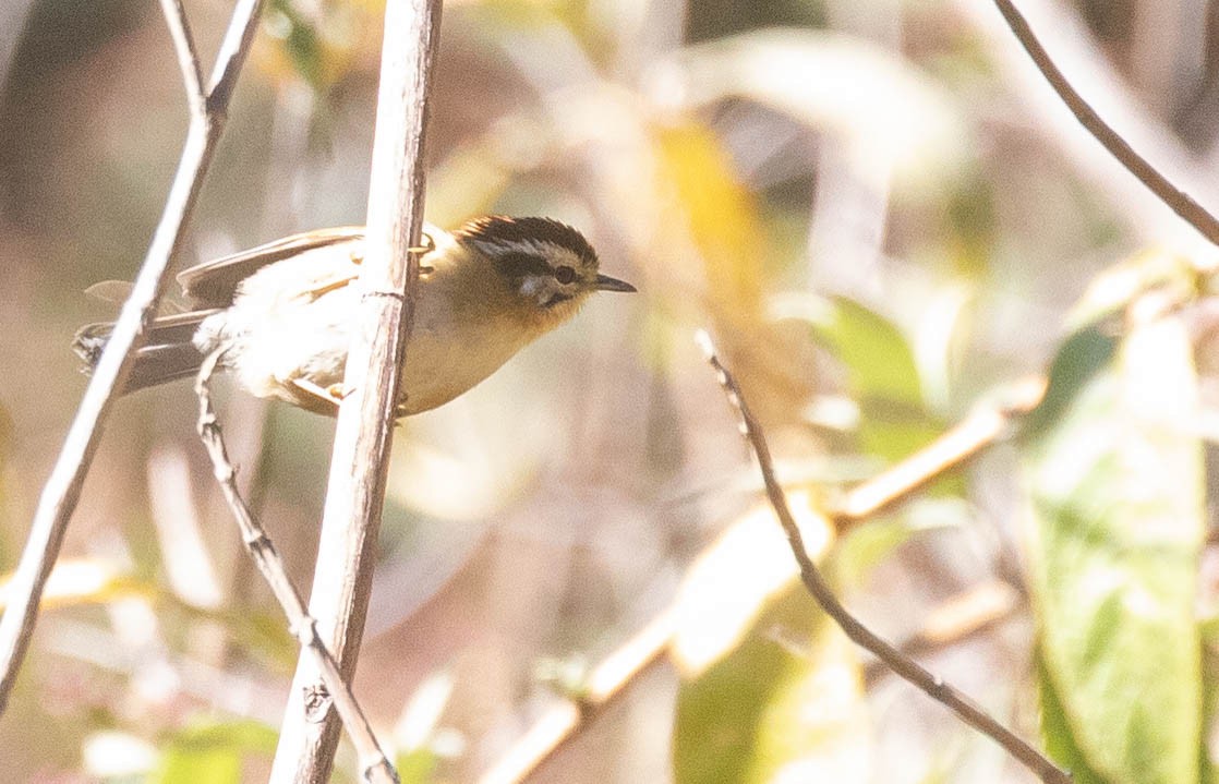 Rufous-winged Fulvetta - ML216161971