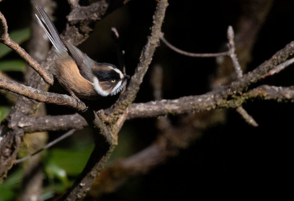 Black-browed Tit (Burmese) - ML216162241