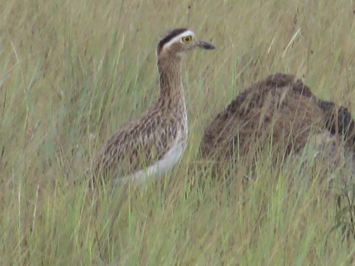Double-striped Thick-knee - ML216163241