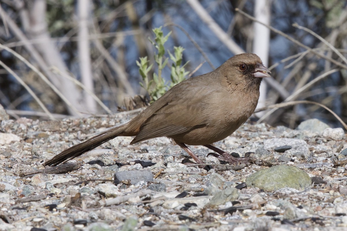 Abert's Towhee - ML216163381