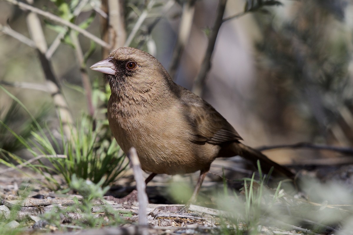 Abert's Towhee - ML216163881