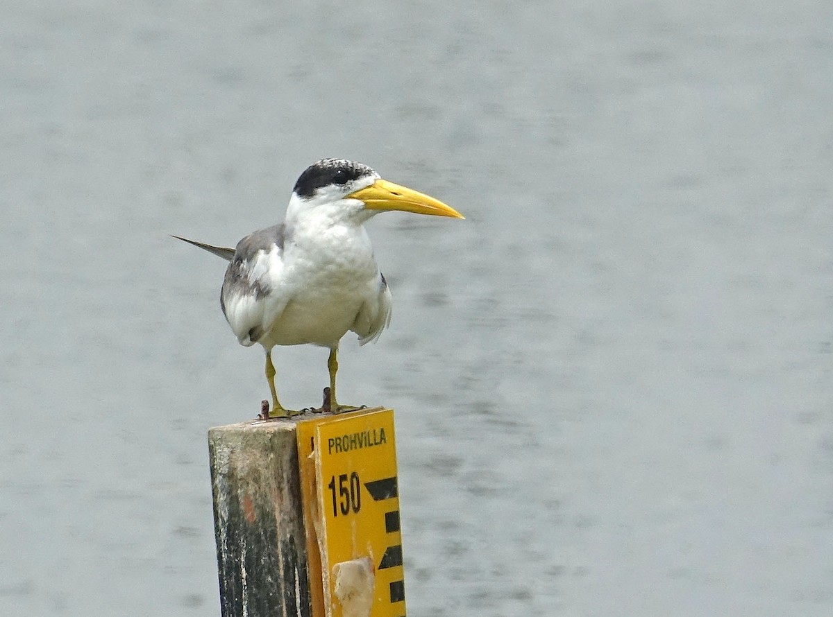 Large-billed Tern - ML216167201