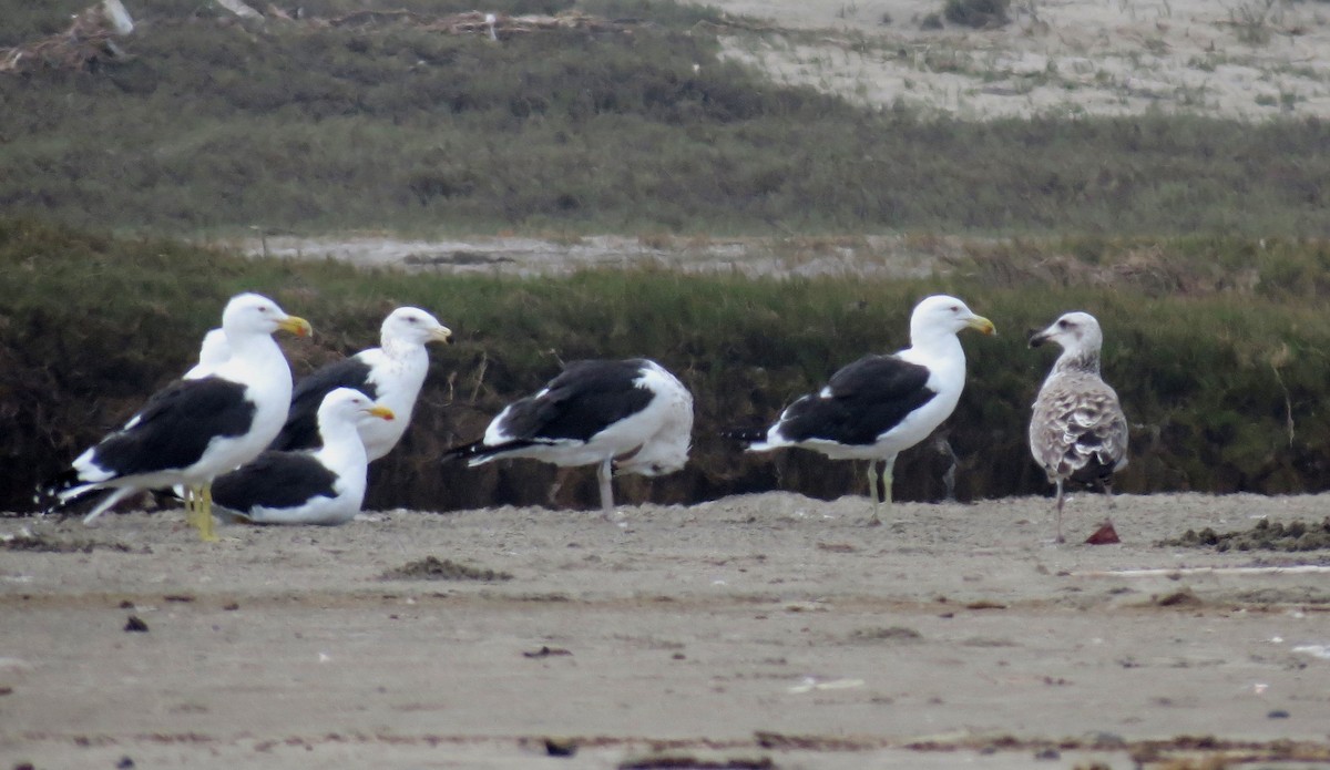 Kelp Gull - ML216168041