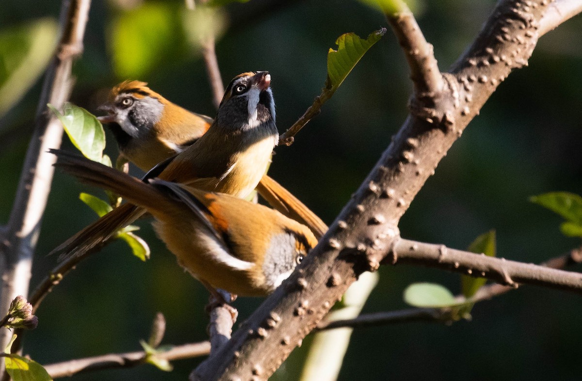 Black-throated Parrotbill (Buff-breasted) - ML216168371