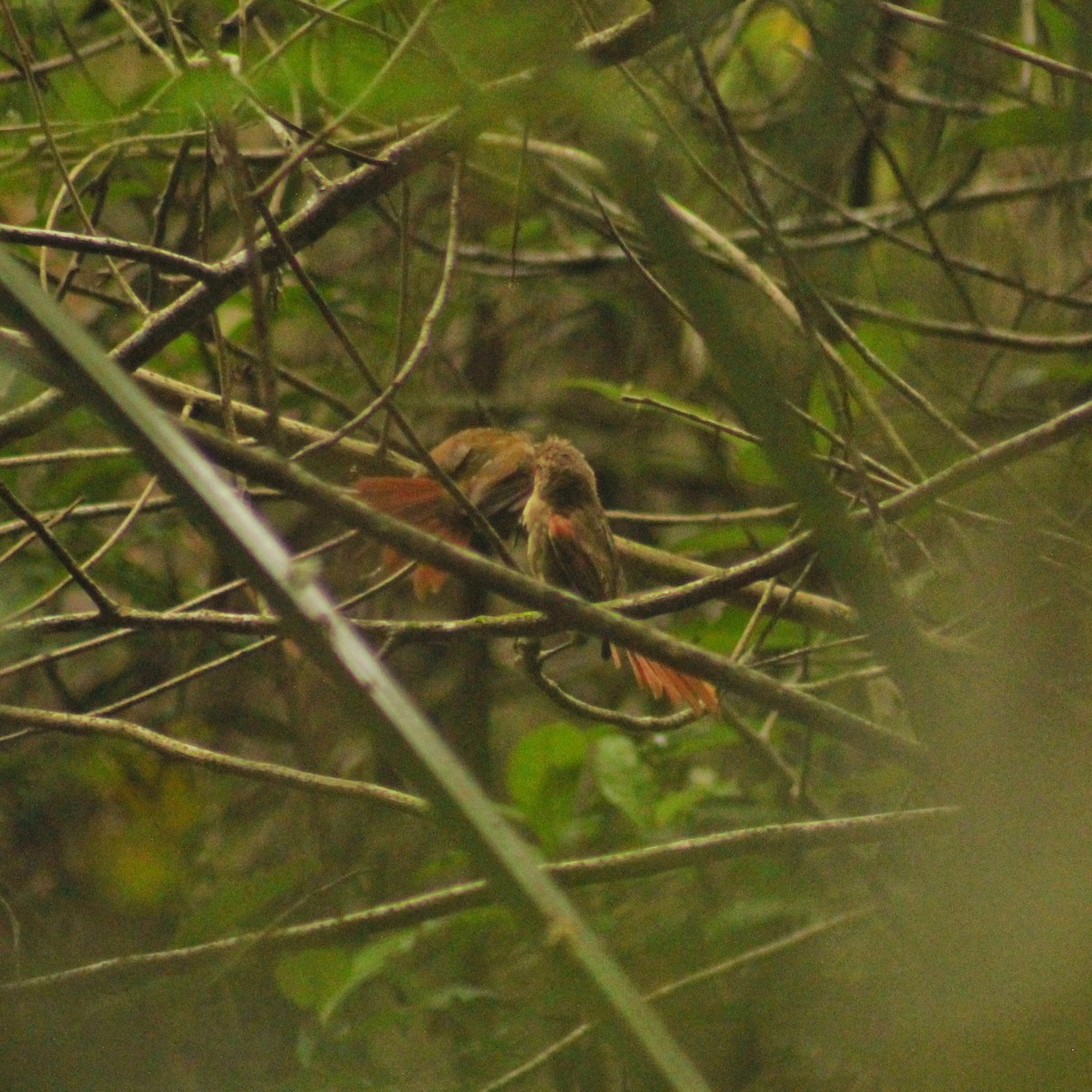Olive Spinetail - ML216170331