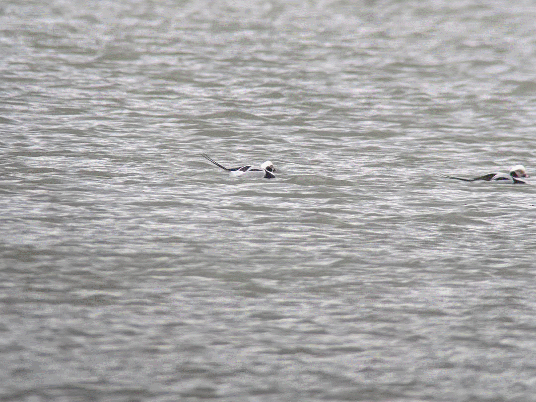 Long-tailed Duck - ML216170421