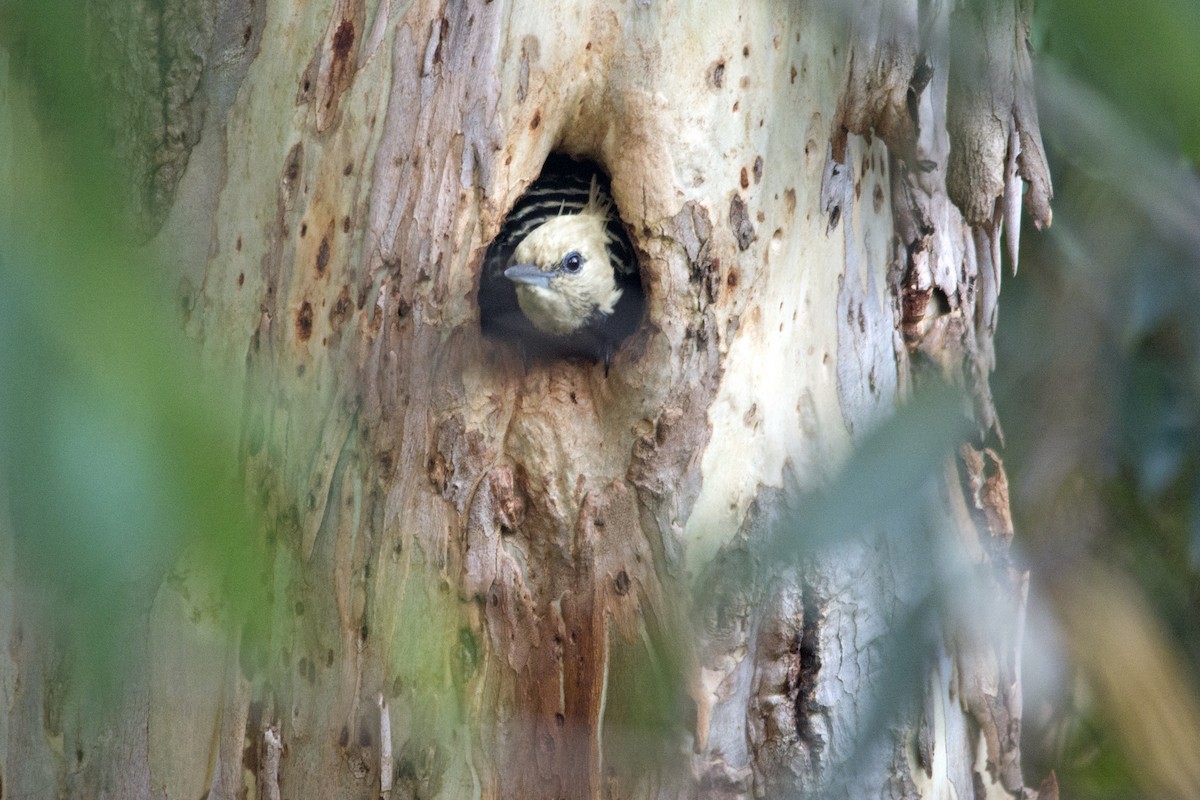 Blond-crested Woodpecker - Marco Silva