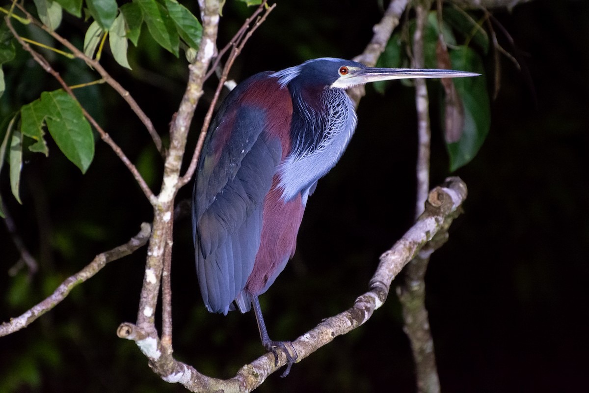 Agami Heron - ML216171981