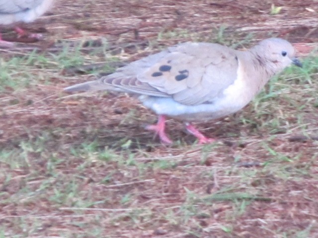 Eared Dove - ML21617221