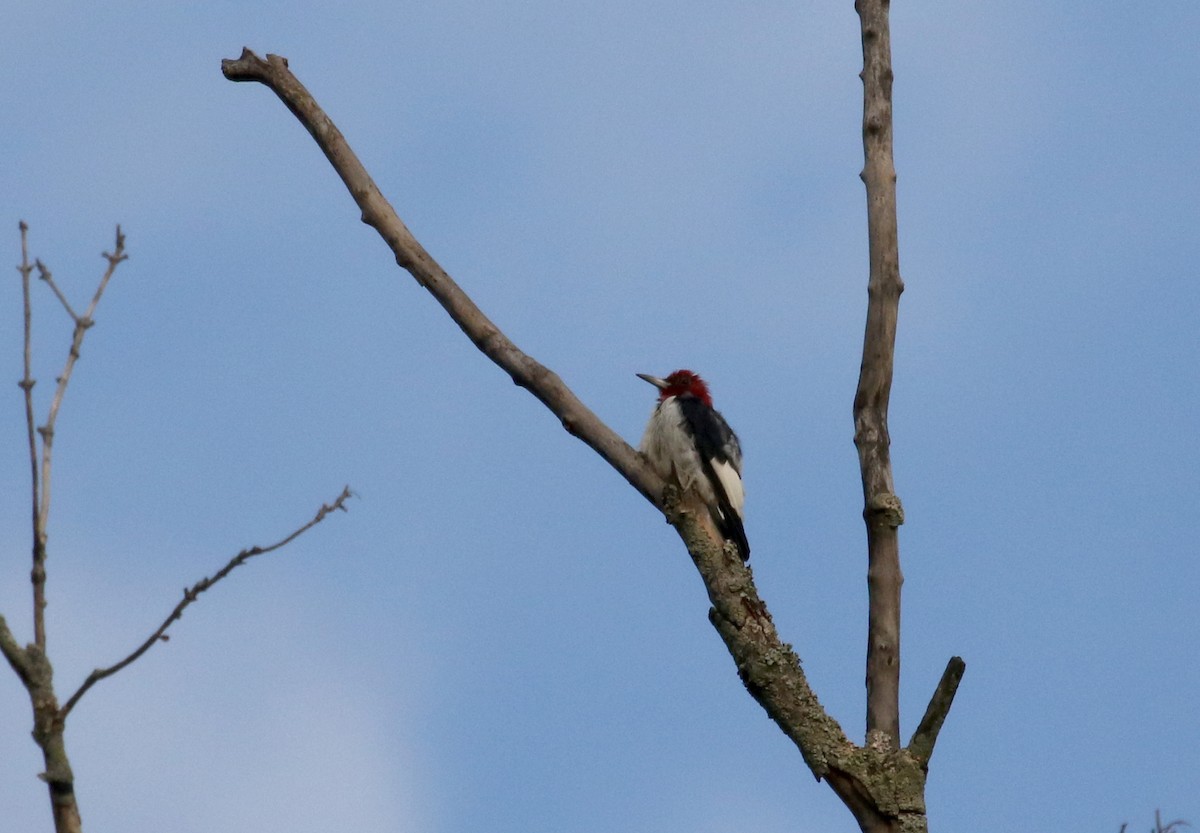 Red-headed Woodpecker - ML216173181