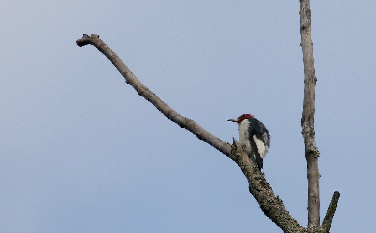 Red-headed Woodpecker - ML216173191