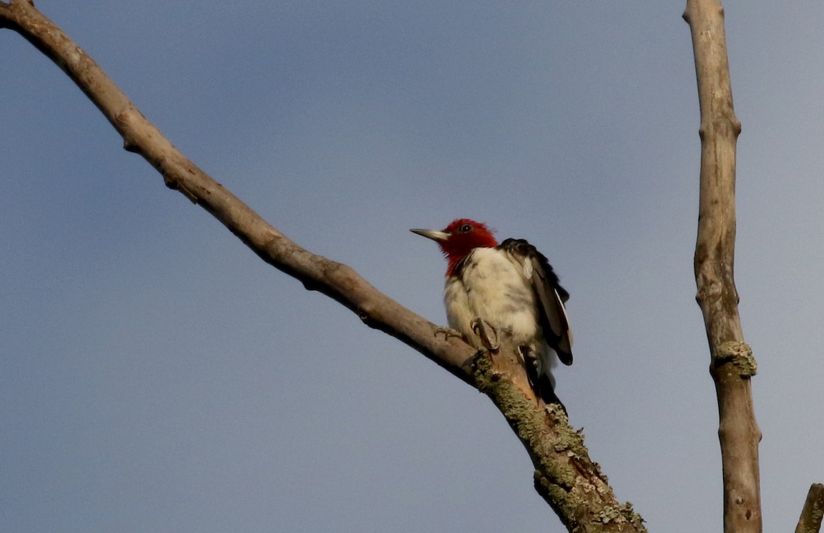 Red-headed Woodpecker - ML216173211
