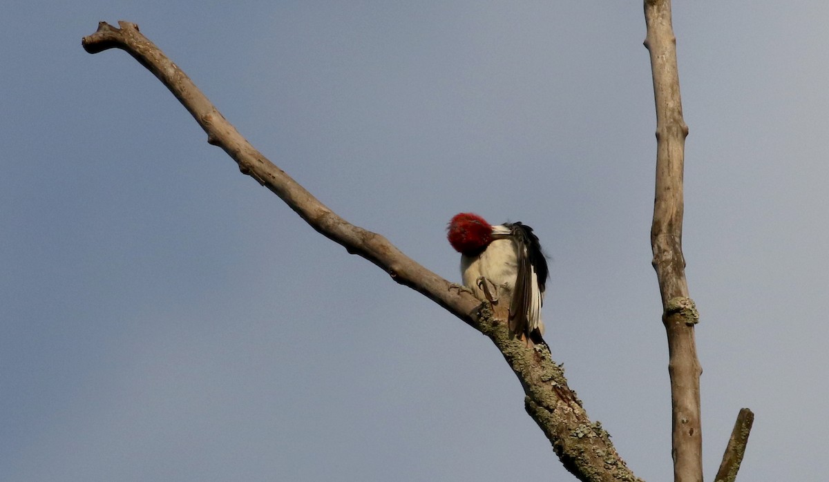 Red-headed Woodpecker - ML216173221