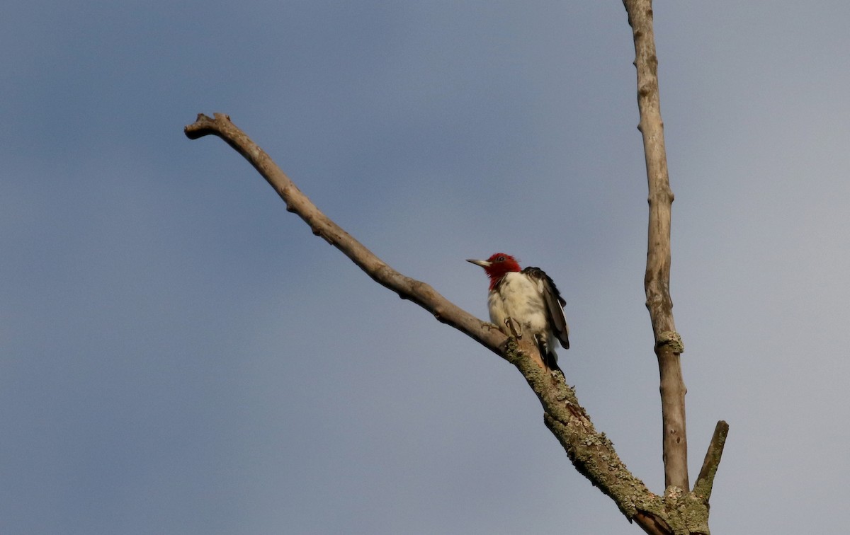 Red-headed Woodpecker - ML216173261