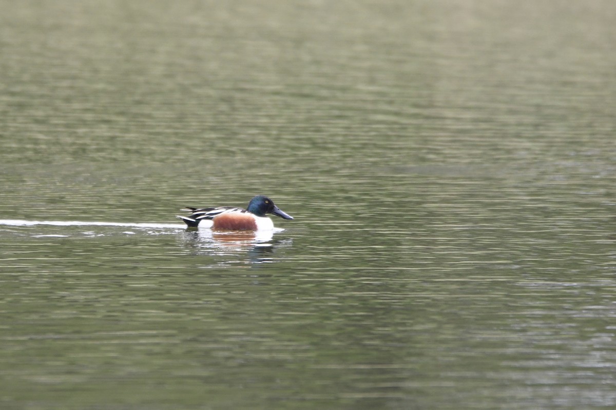 Northern Shoveler - John Clements