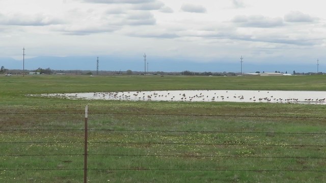 Long-billed Curlew - ML216177401