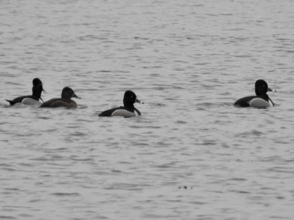 Ring-necked Duck - ML216177901