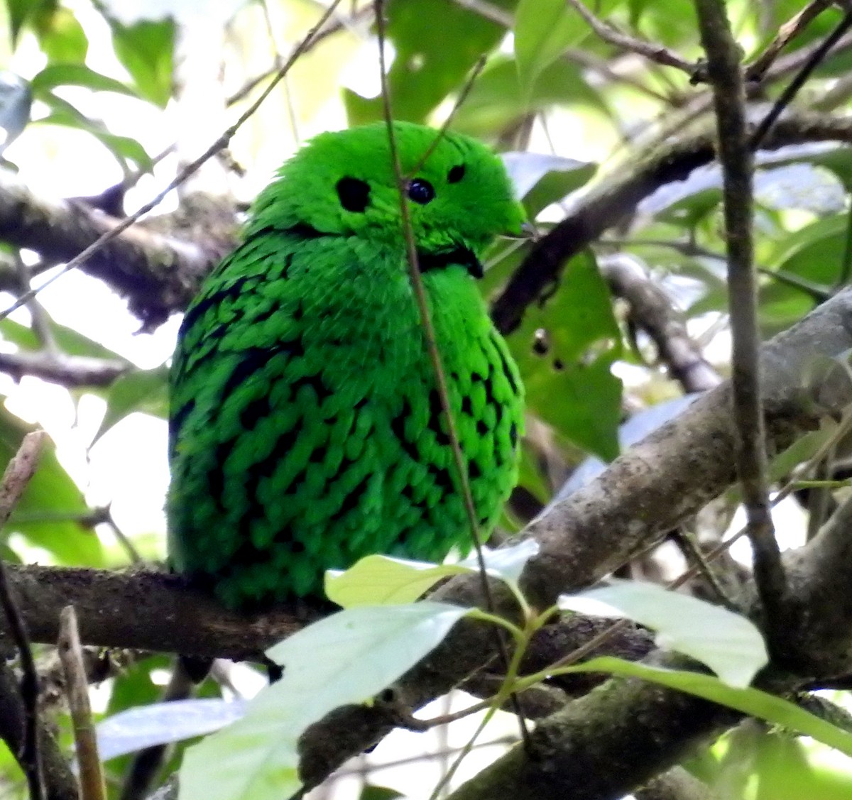 Whitehead's Broadbill - ML216179451