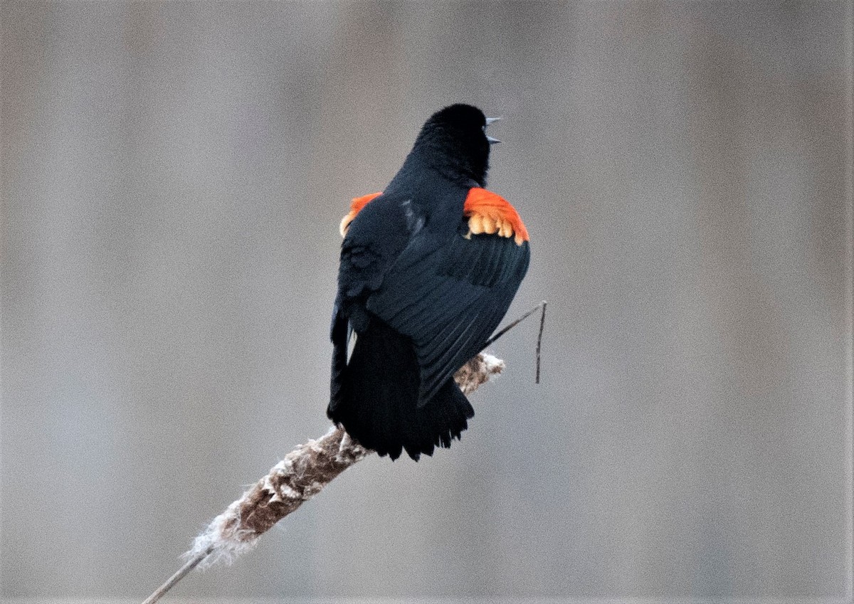 Red-winged Blackbird - ML216179781