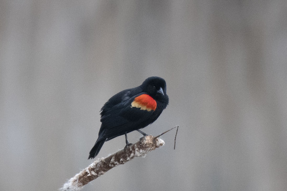 Red-winged Blackbird - ML216179801