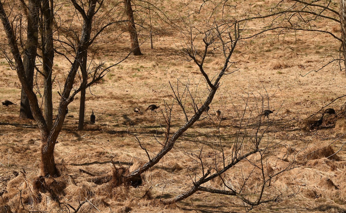 Wild Turkey - ML216179981