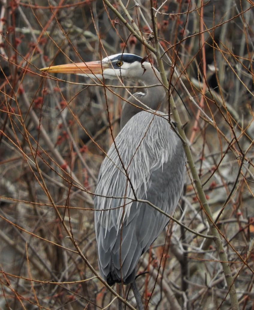 Great Blue Heron - Paul McKenzie