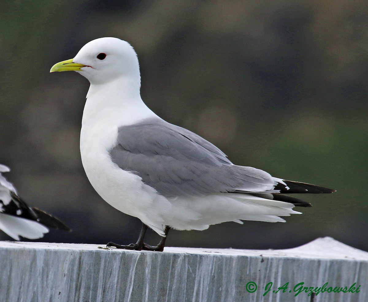 Mouette tridactyle - ML216182671