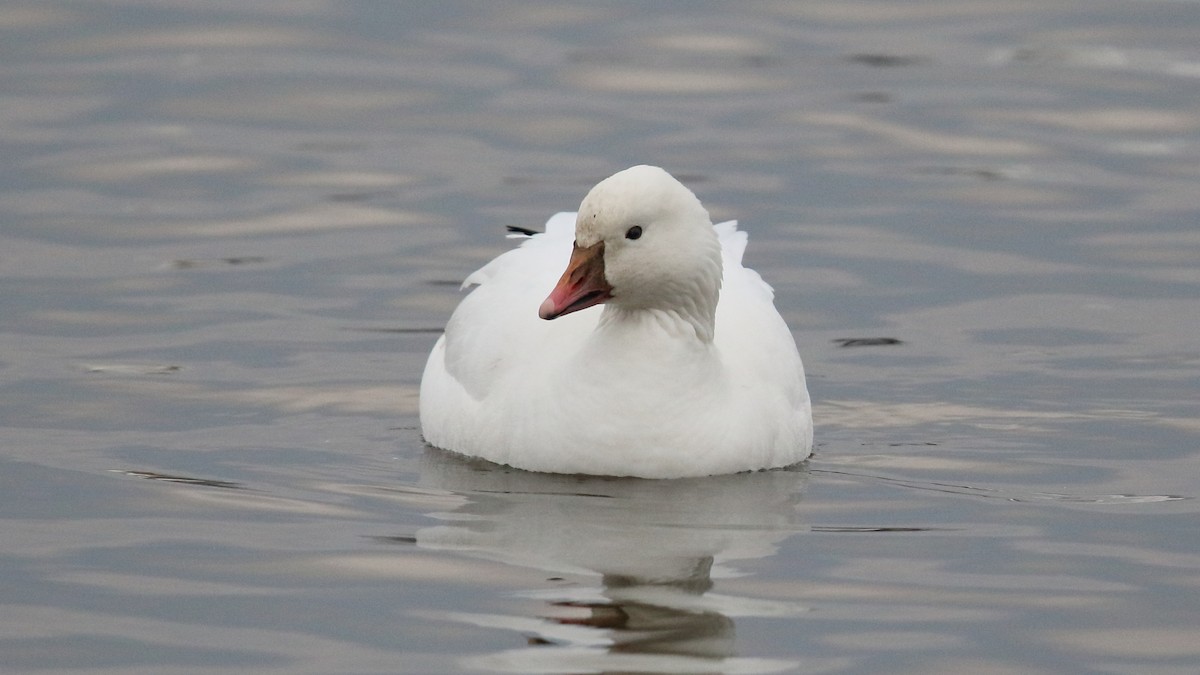 Ross's Goose - Daniel Jauvin